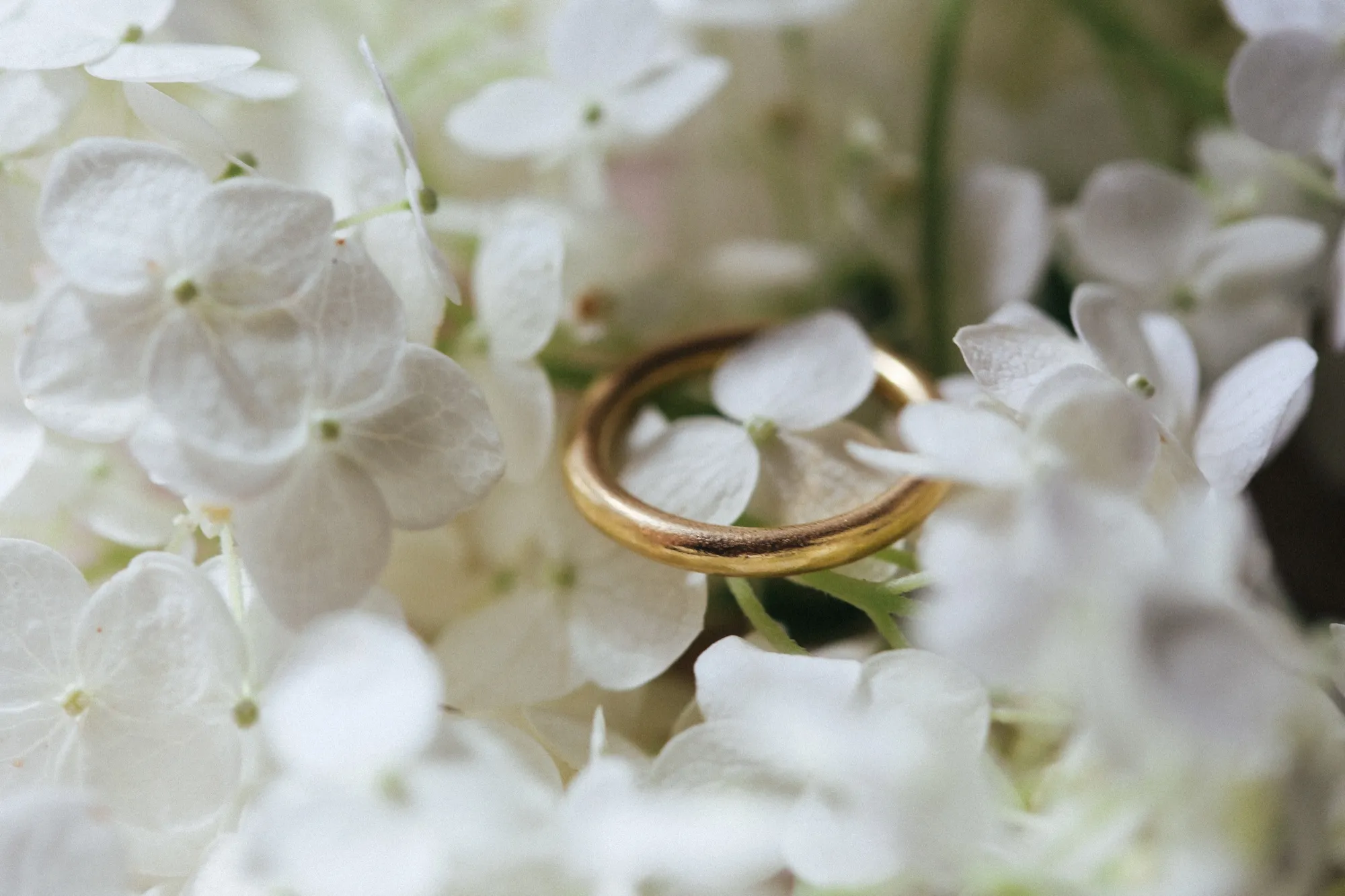 A plain gold wedding band resting among soft white hydrangea petals