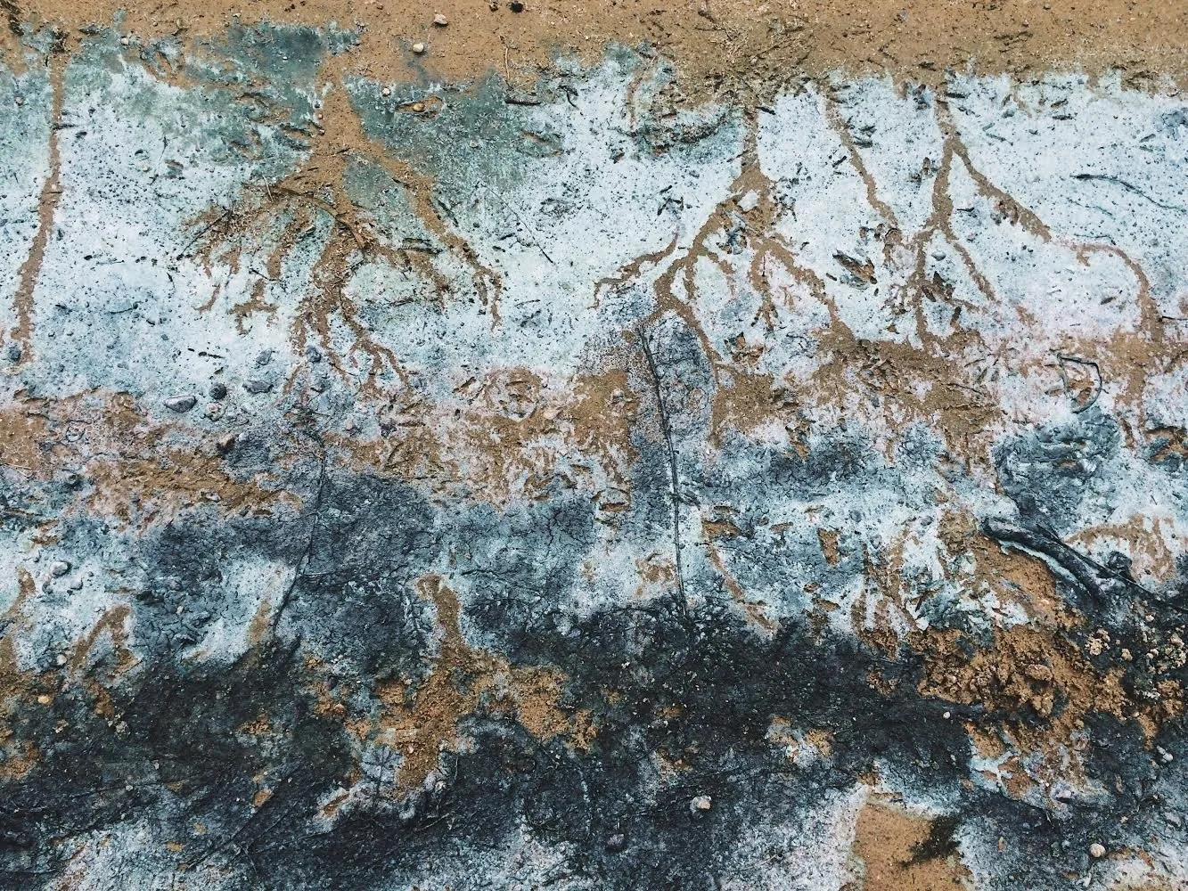 dovile b algea eutrophication kaunas reservoir inspiration