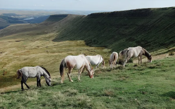 dovileb wales wild horses brecon beacons