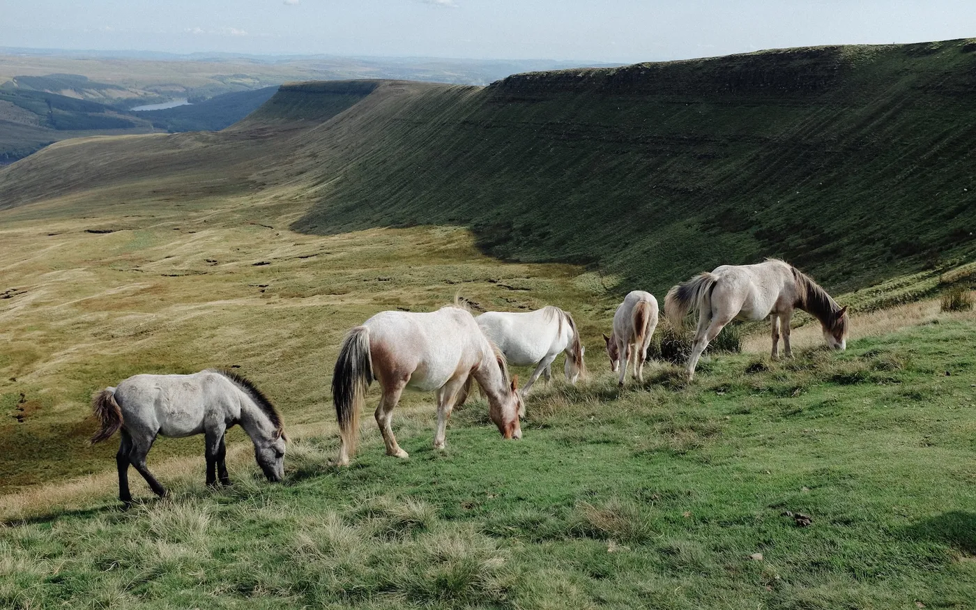 dovileb wales wild horses brecon beacons