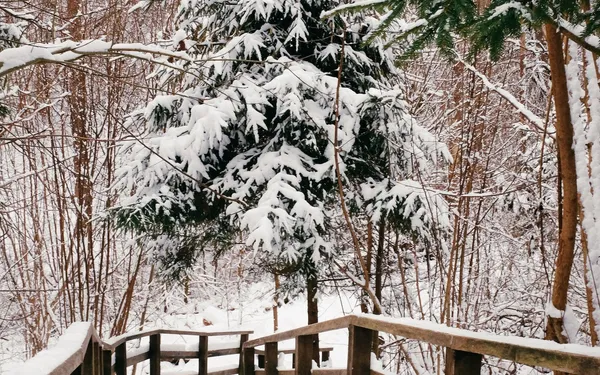 dovile b Lithuania winter