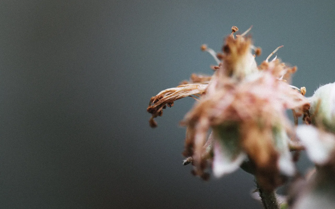 dovile_bertulyte_macro_photography_jewellery_inspiration