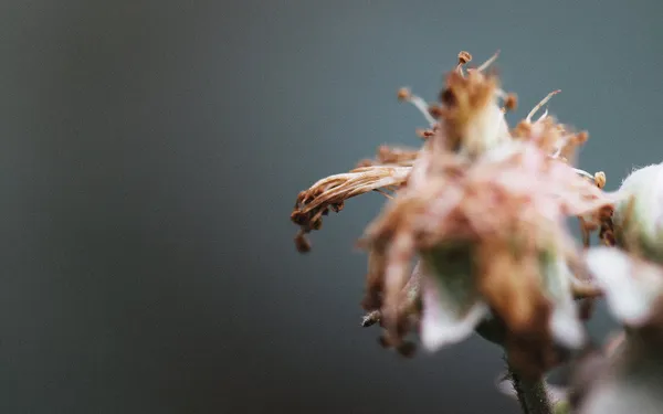 dovile_bertulyte_macro_photography_jewellery_inspiration