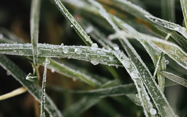 Dovile Bertulyte Unique Jewellery Inspiration frosted grass nature