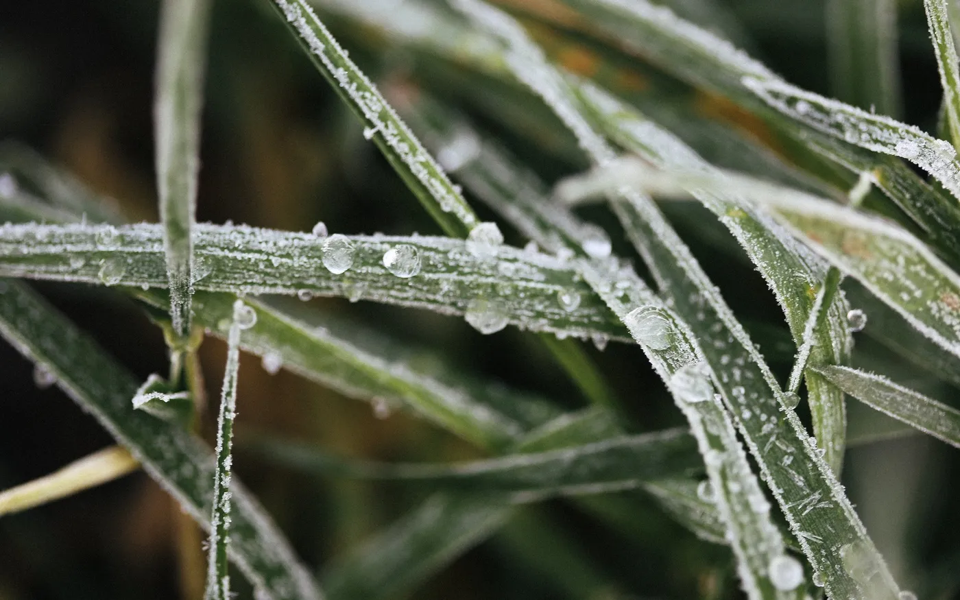 Dovile Bertulyte Unique Jewellery Inspiration frosted grass nature