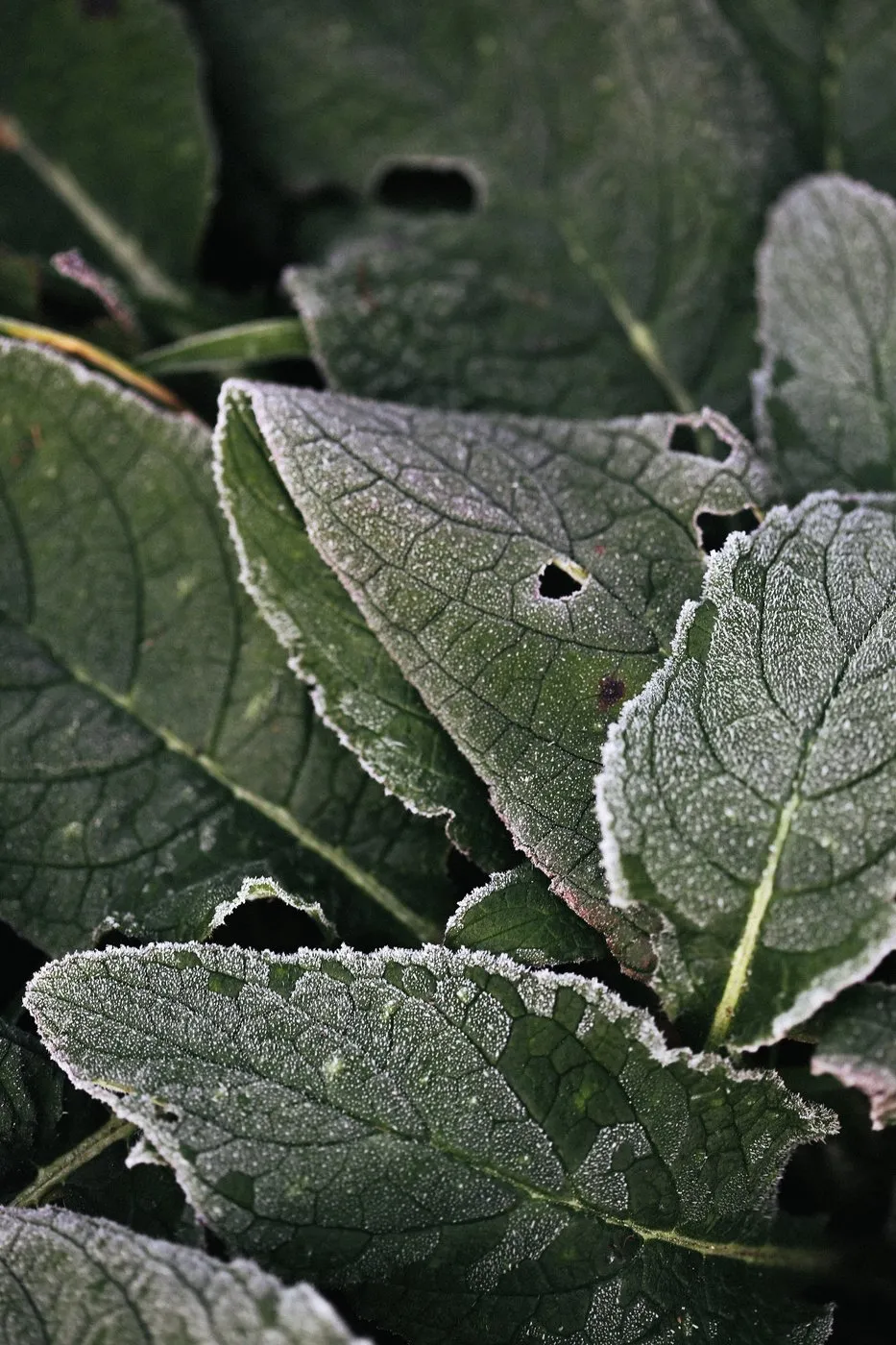 Dovile Bertulyte Unique Jewellery Inspiration frosted leaves nature