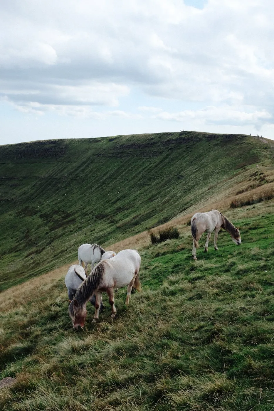 dovileb wales wild horses brecon beacons