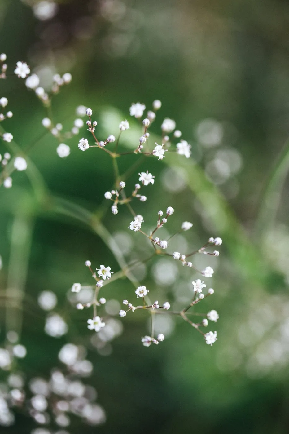Dovile Bertulyte Monciskes Lithuania Seaside Photography Flower Close up