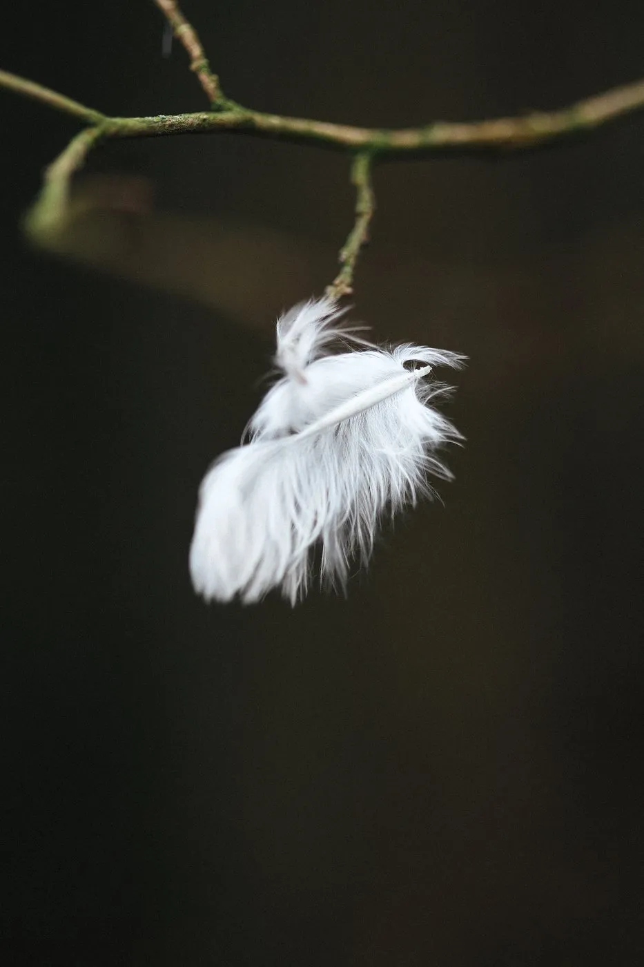 dovile bertulyte contemporary fine jewellery macro photography nature inspiration