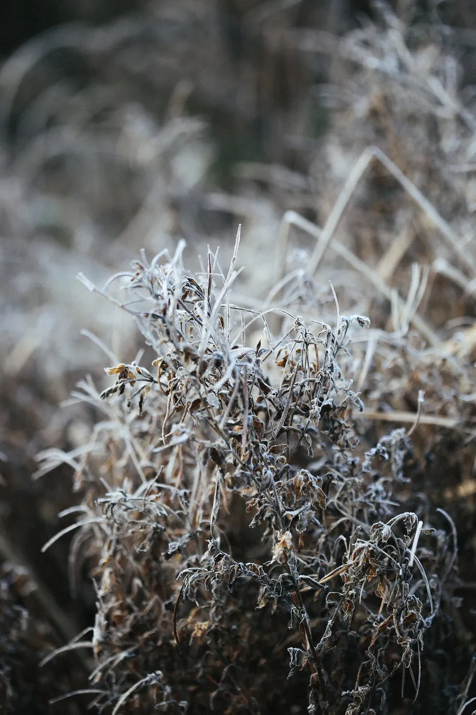 Dovile Bertulyte Unique Jewellery Inspiration frosted dried leaves