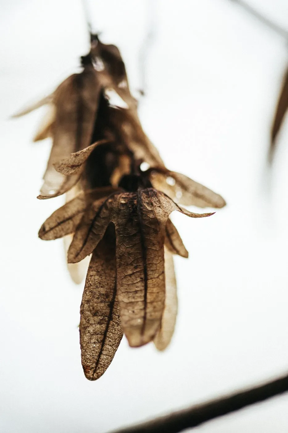 dovile bertulyte contemporary fine jewellery macro photography nature inspiration