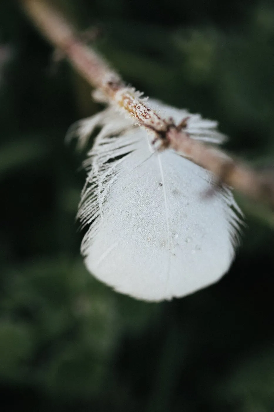 Dovile Bertulyte Unique Jewellery Inspiration swan feather