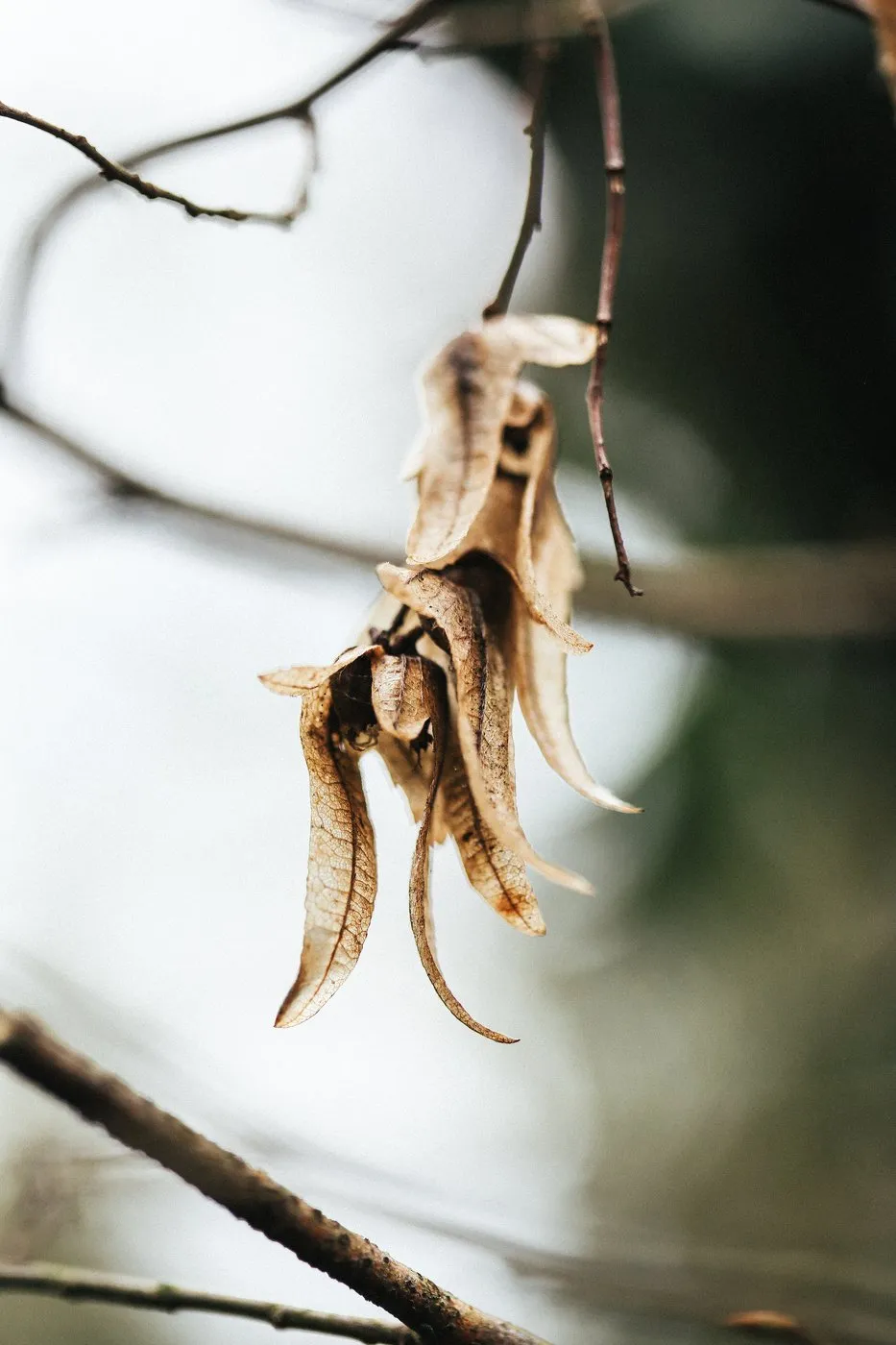 dovile bertulyte contemporary fine jewellery macro photography nature inspiration