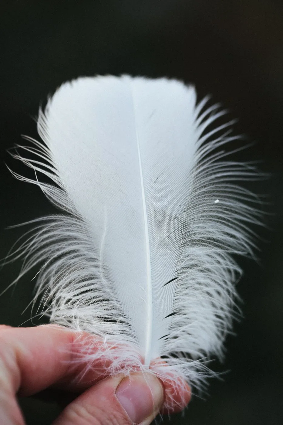 Dovile Bertulyte Unique Jewellery Inspiration swan feather