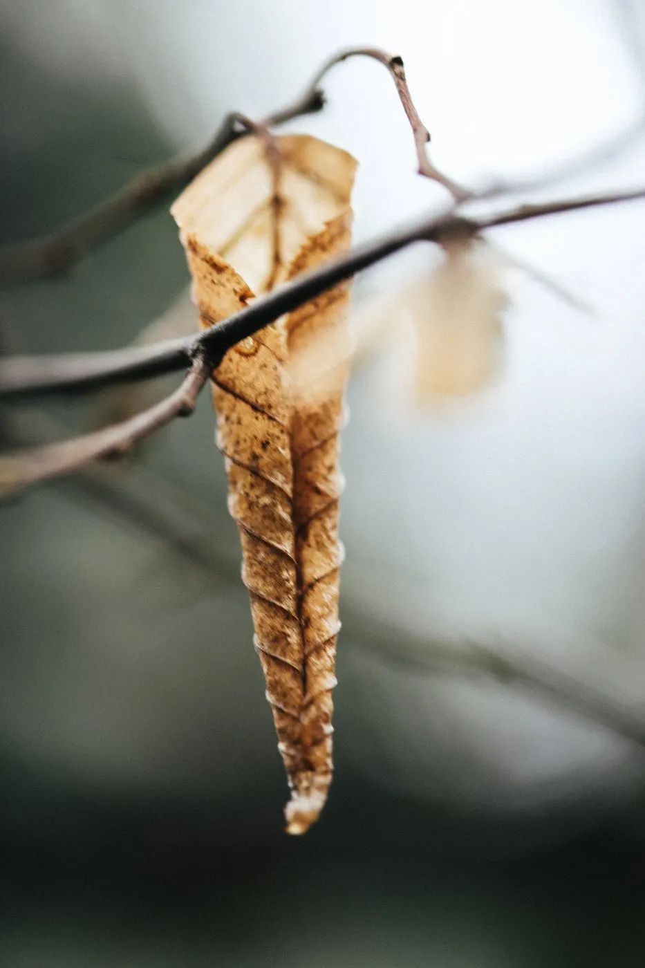 dovile bertulyte contemporary fine jewellery macro photography nature inspiration