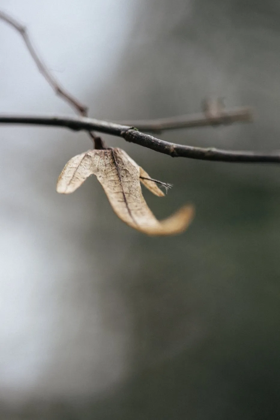 dovile bertulyte contemporary fine jewellery macro photography nature inspiration