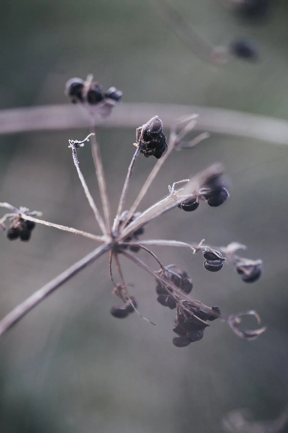 Dovile Bertulyte Unique Jewellery Inspiration frosted dried leaves