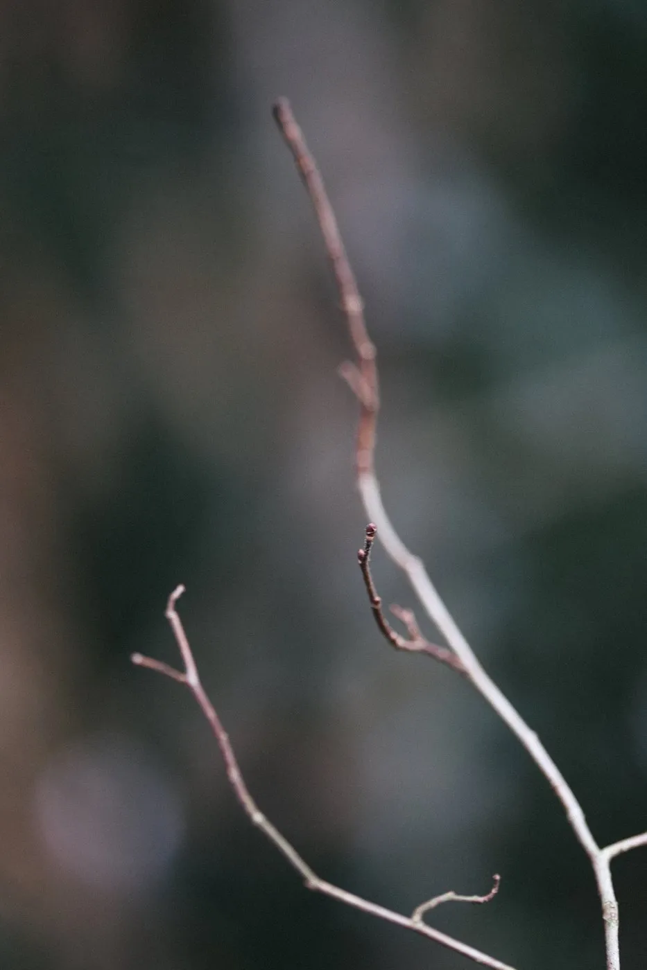 dovile bertulyte contemporary fine jewellery macro photography nature inspiration