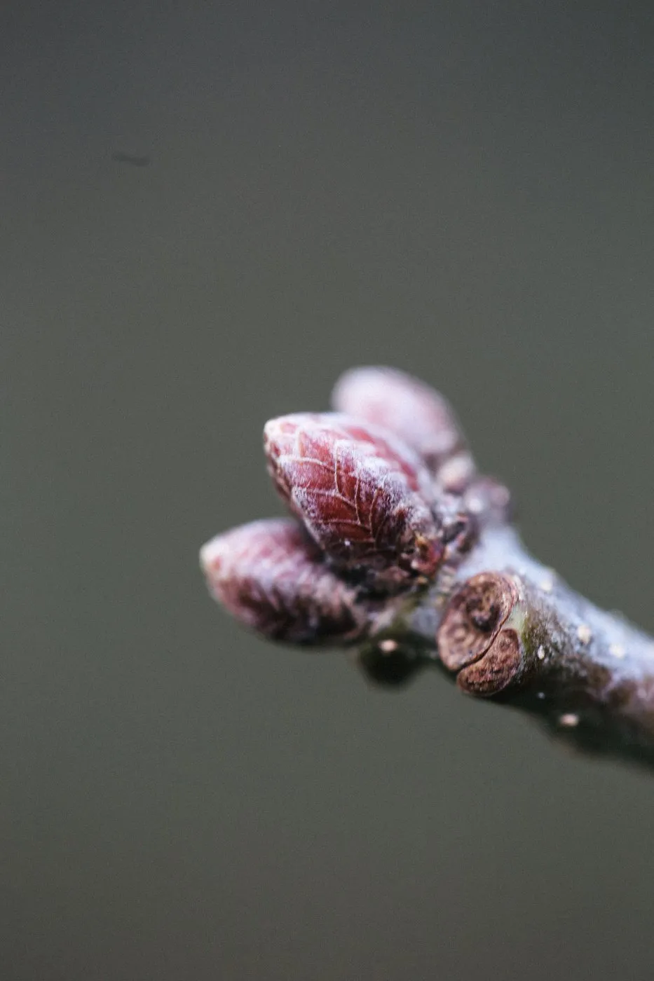 dovile bertulyte contemporary fine jewellery macro photography nature inspiration