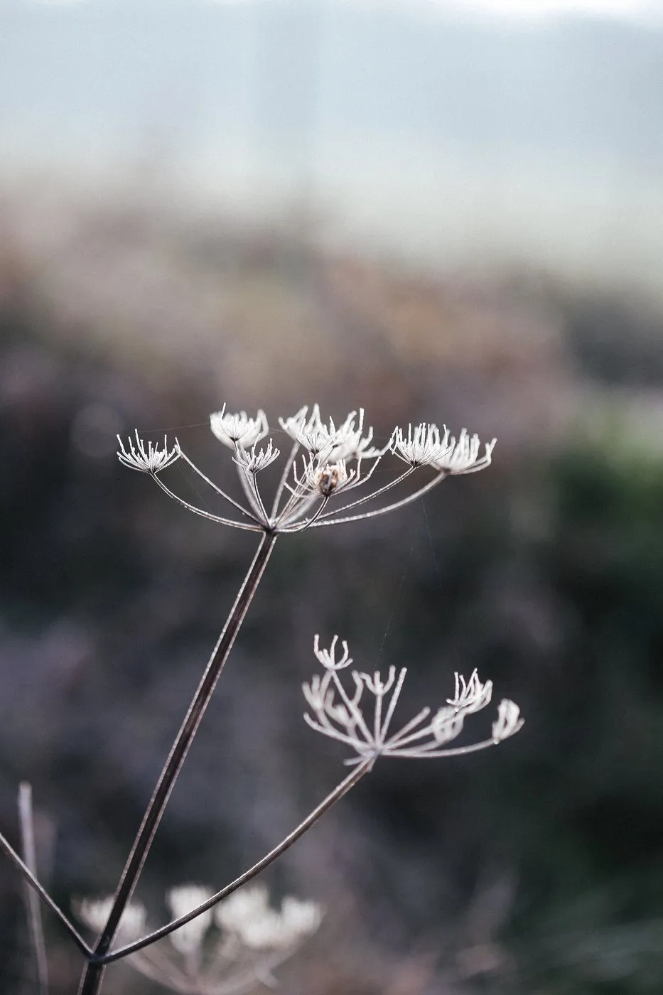 Dovile Bertulyte Unique Jewellery Inspiration frosted dried flowers