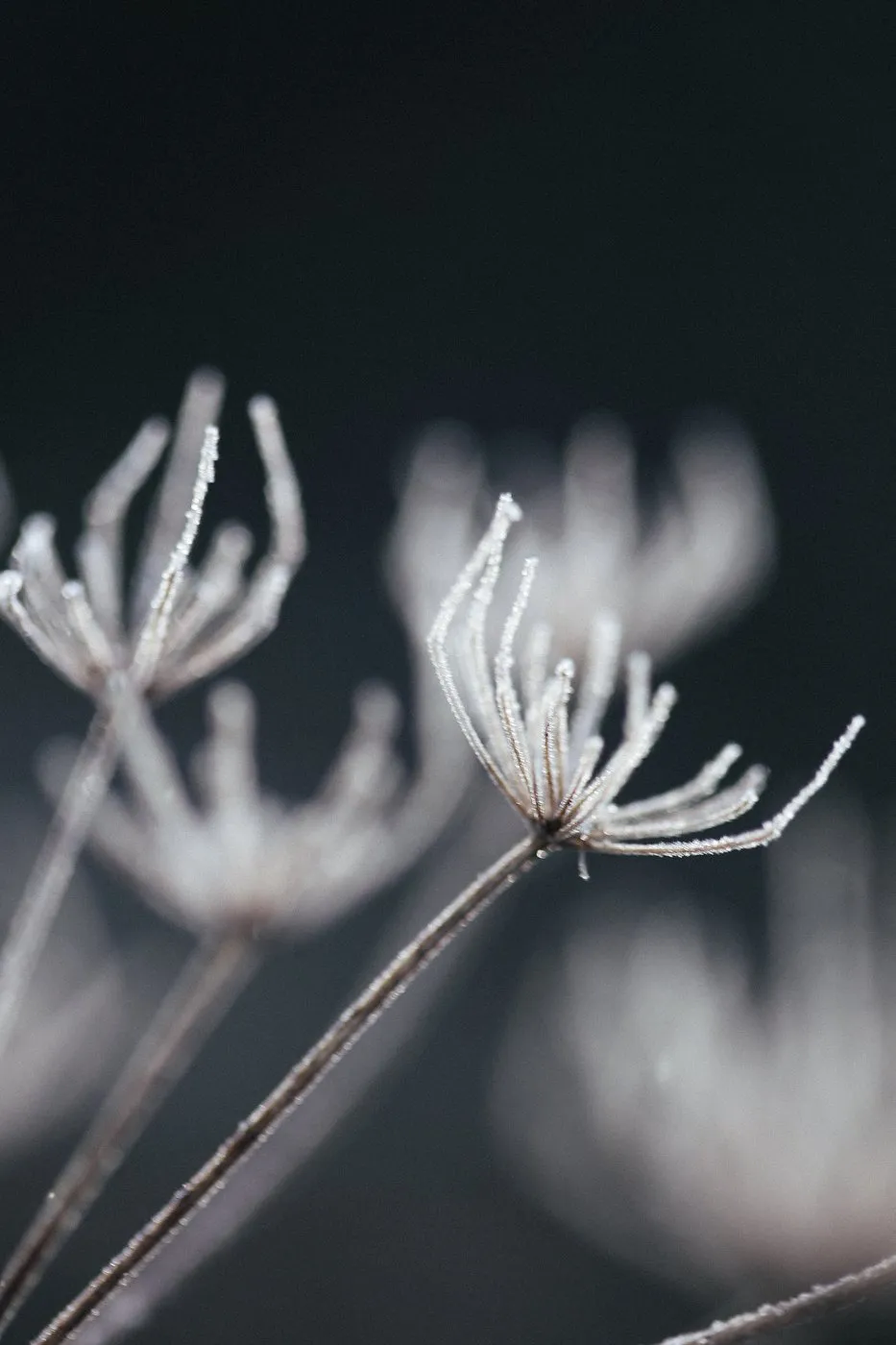 Dovile Bertulyte Unique Jewellery Inspiration frosted dried flowers