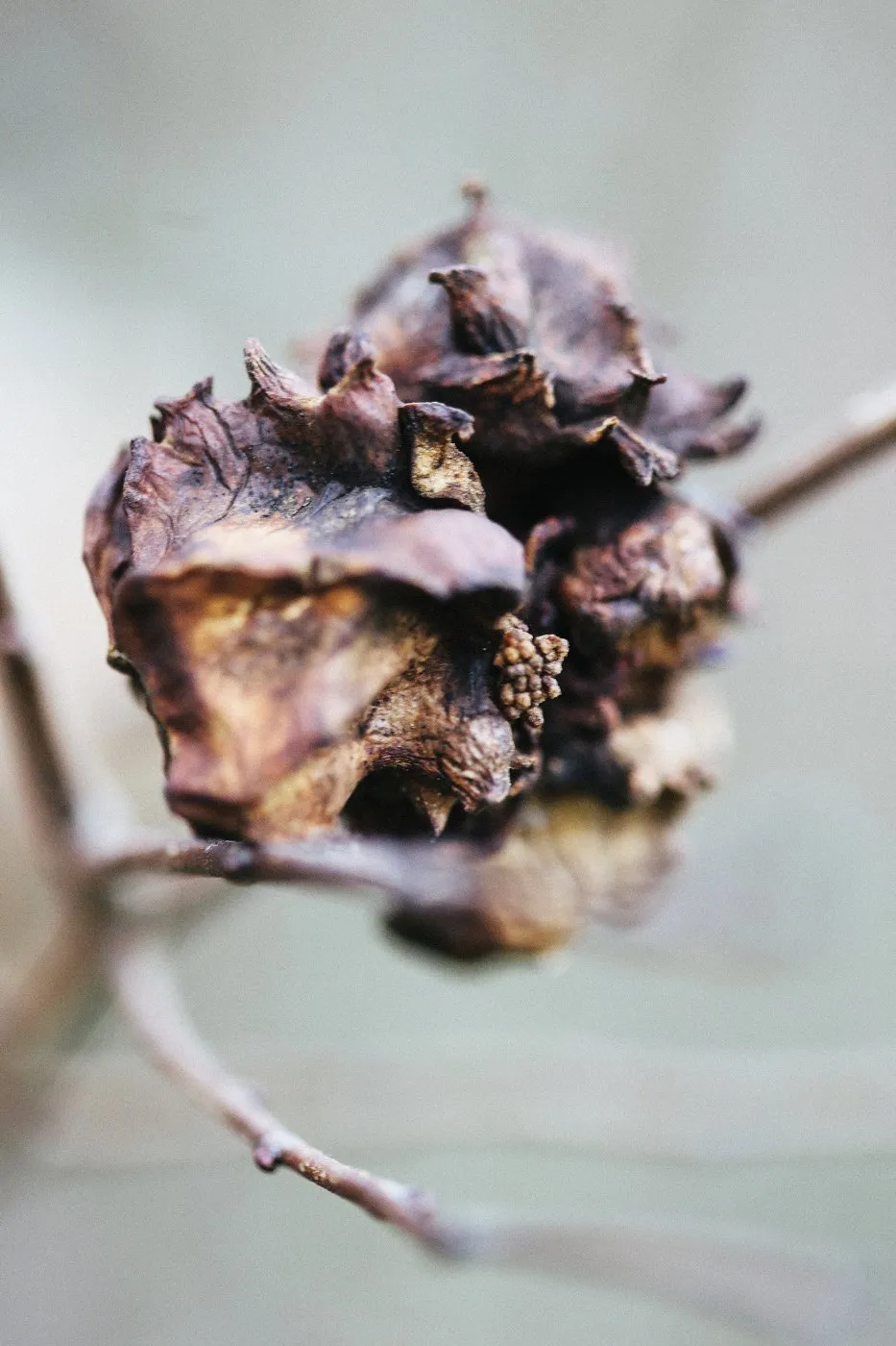 dovile bertulyte contemporary fine jewellery macro photography nature inspiration