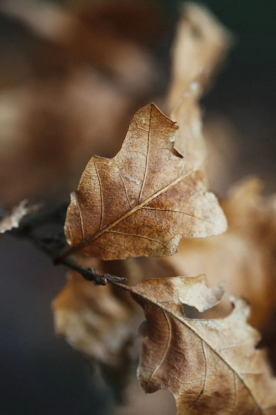 dovile bertulyte contemporary fine jewellery macro photography nature inspiration