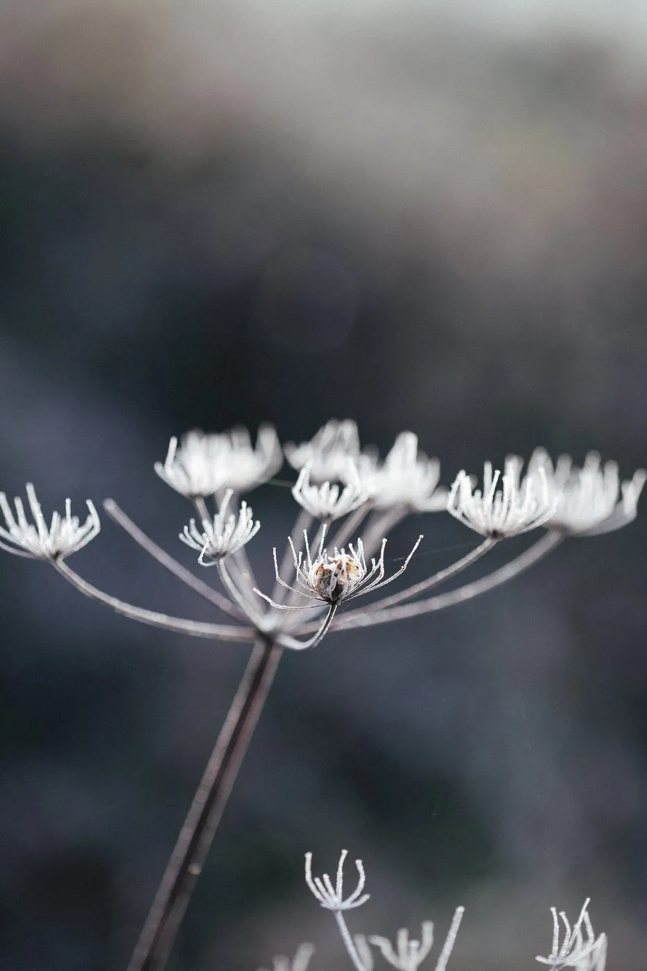 Dovile Bertulyte Unique Jewellery Inspiration frosted dried flowers