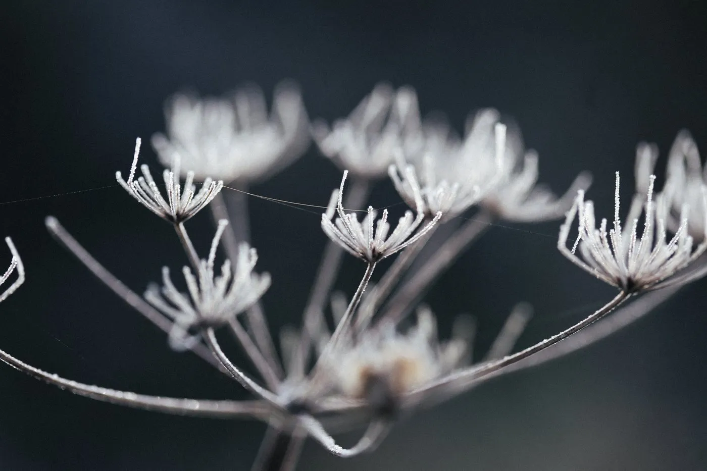 Dovile Bertulyte Unique Jewellery Inspiration frosted dried flowers