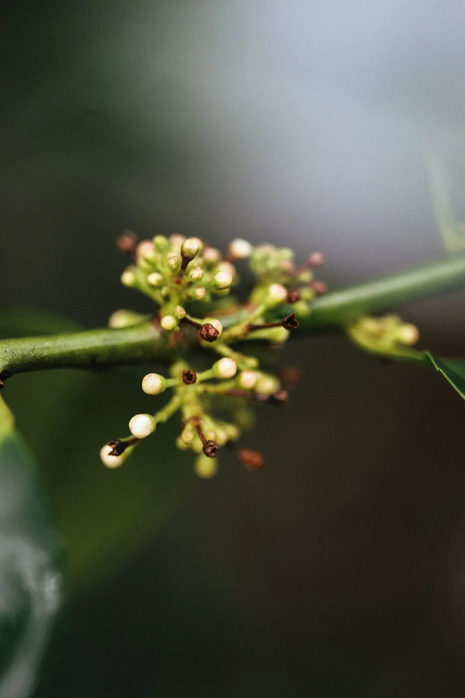dovile bertulyte contemporary fine jewellery macro photography nature inspiration