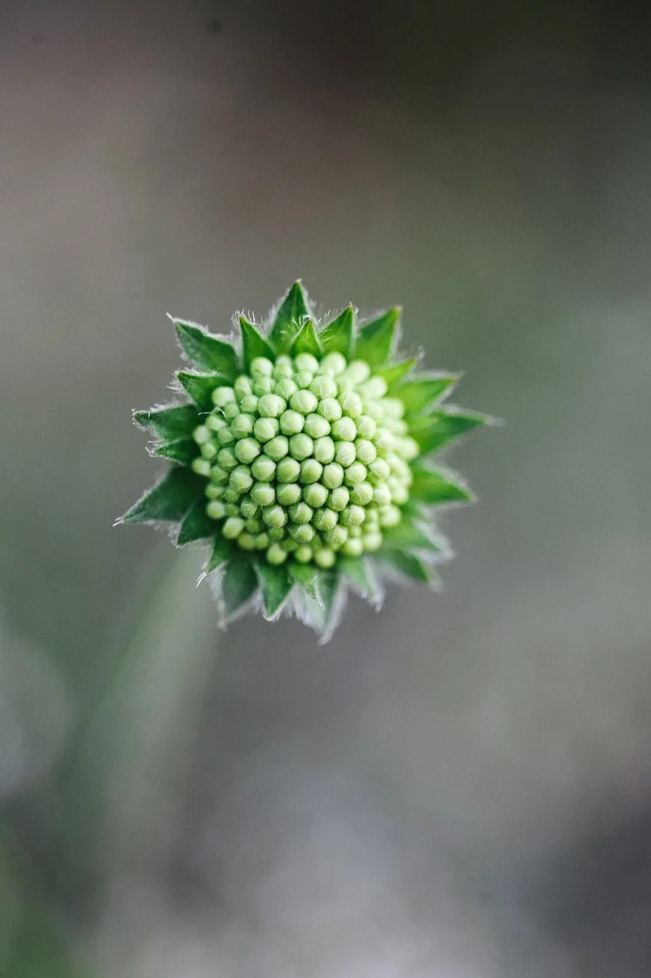 Dovile Bertulyte Monciskes Lithuania Seaside Photography Flower Close up