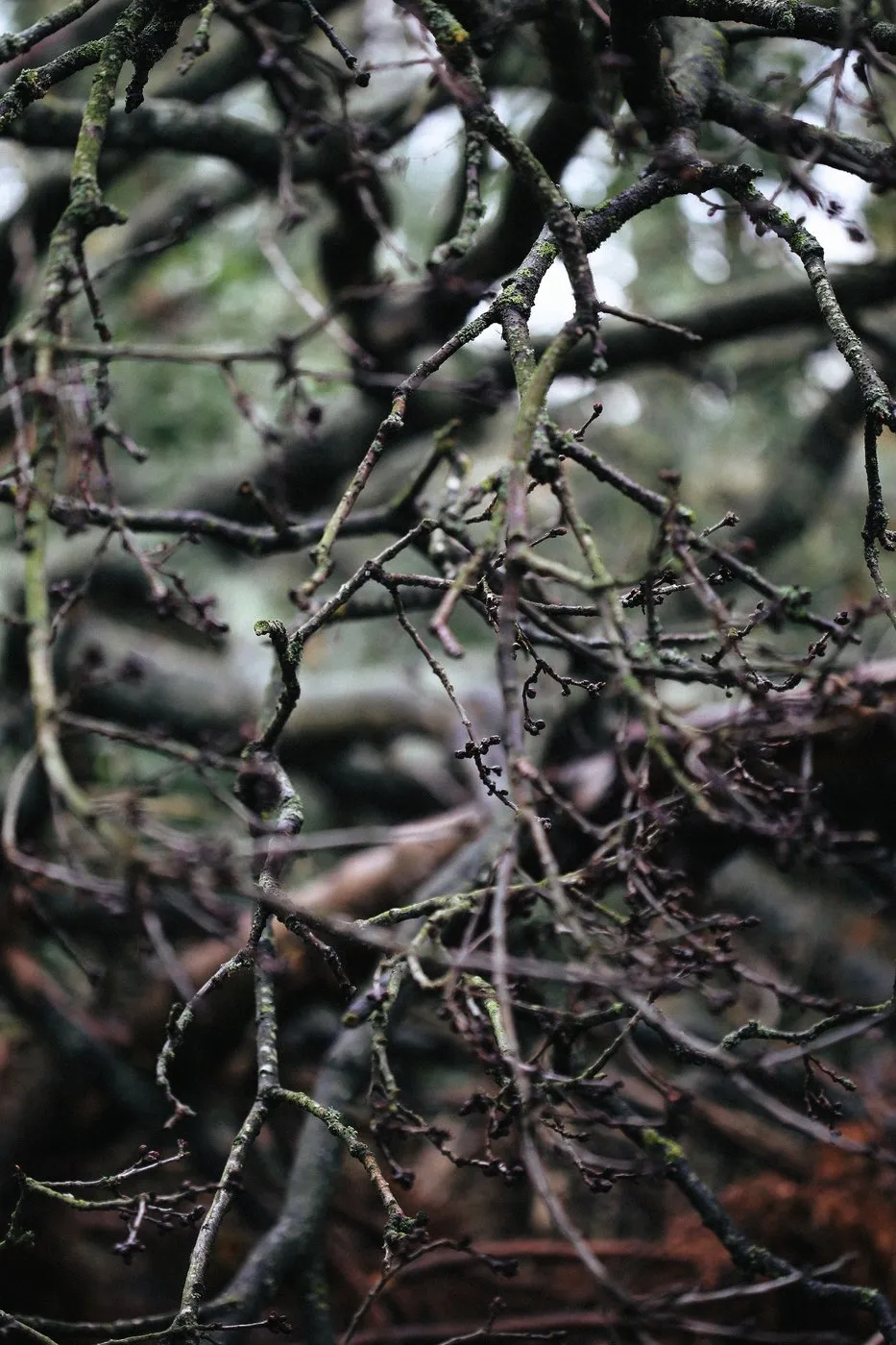 dovile bertulyte contemporary fine jewellery macro photography nature inspiration