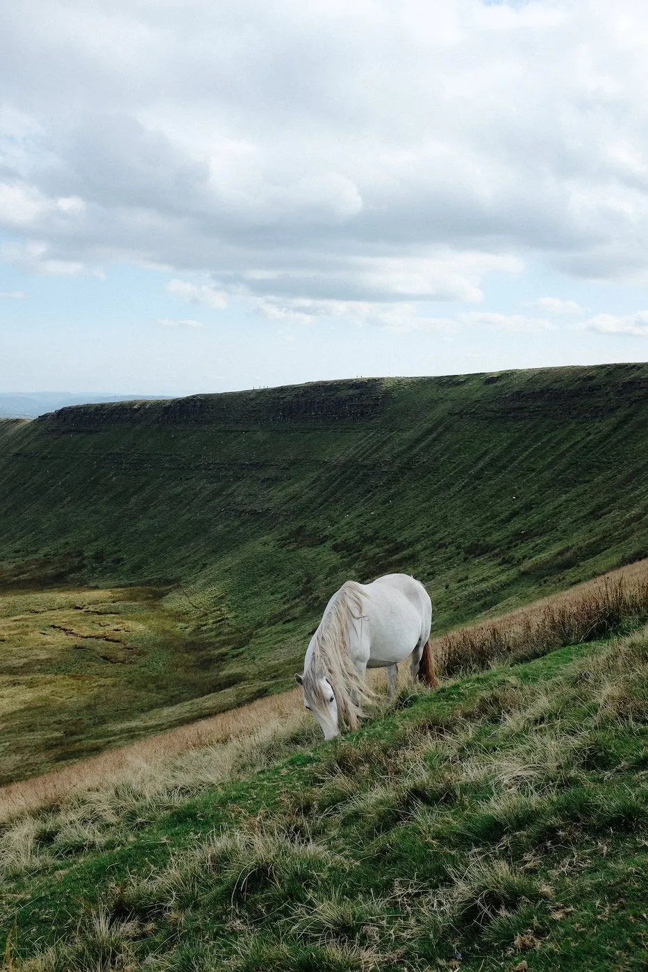 dovileb wales wild horses brecon beacons