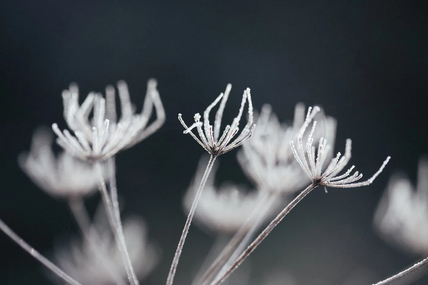 Dovile Bertulyte Unique Jewellery Inspiration frosted dried flowers