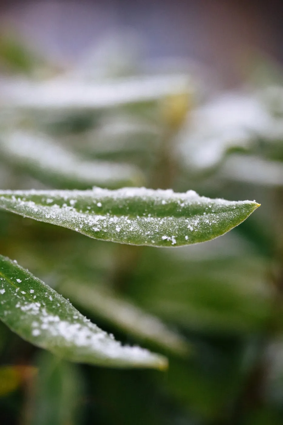 dovile_bertulyte_fine_jewellery_inspiration_snow26