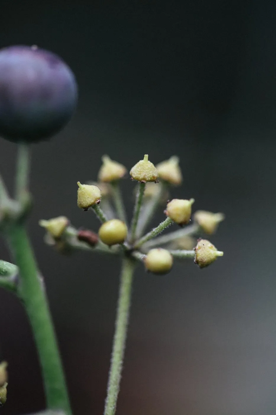 dovile bertulyte contemporary fine jewellery macro photography nature inspiration