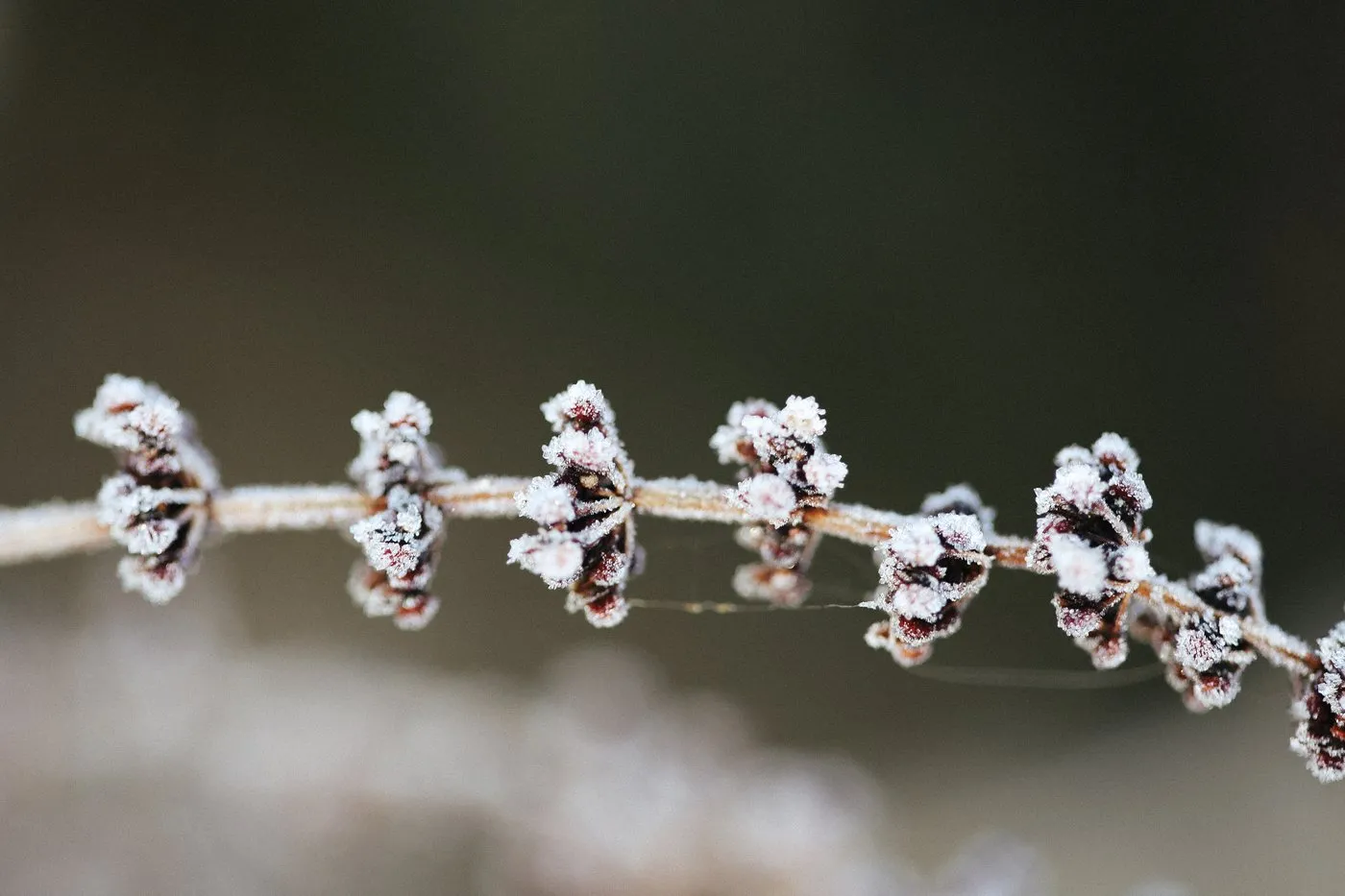Dovile Bertulyte Unique Jewellery Inspiration frosted dried leaves
