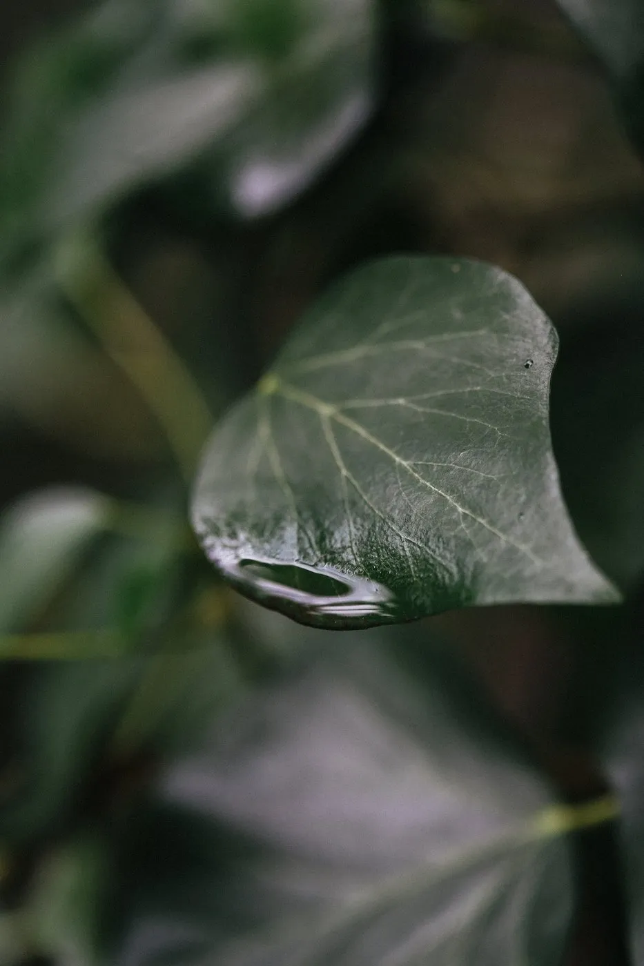 dovile_bertulyte_fine_jewellery_macro_photography_nature_inspiration27