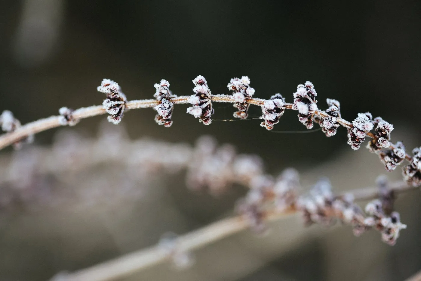 Dovile Bertulyte Unique Jewellery Inspiration frosted dried leaves
