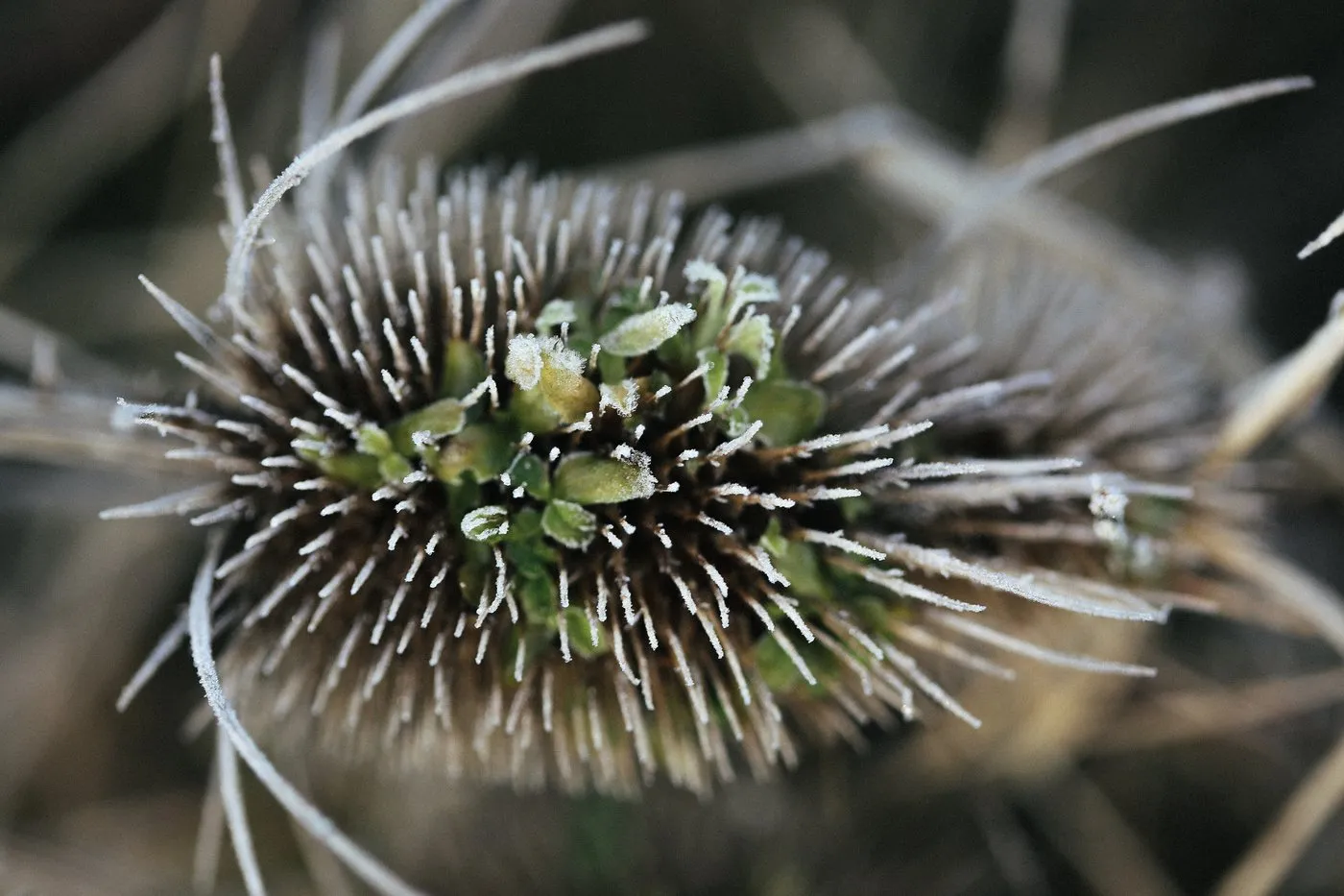 Dovile Bertulyte Unique Jewellery Inspiration frosted dried leaves