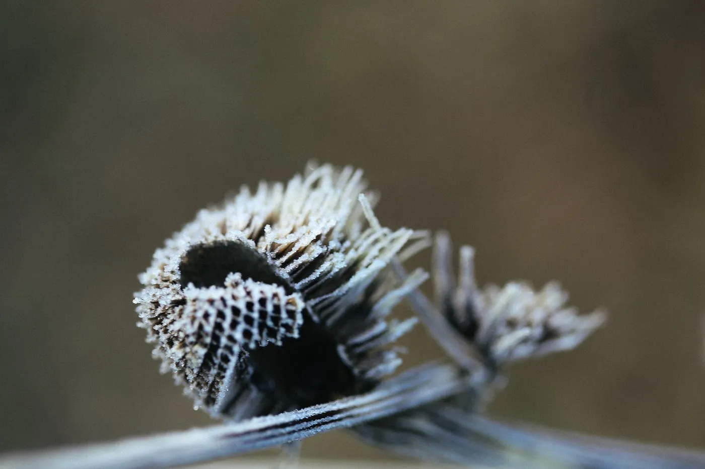 Dovile Bertulyte Unique Jewellery Inspiration frosted dried leaves