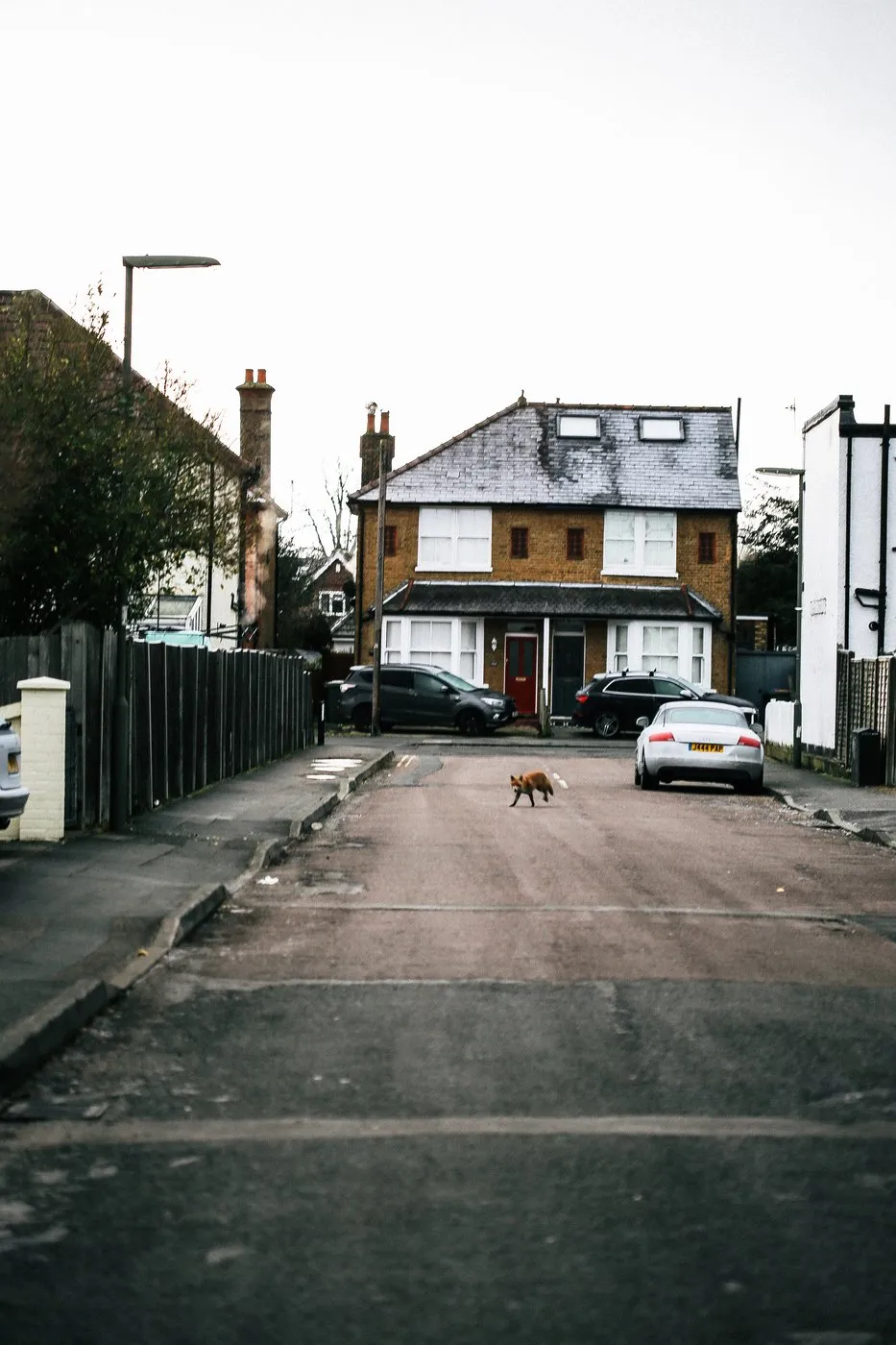 Dovile Bertulyte England Winter Snow Urban Fox