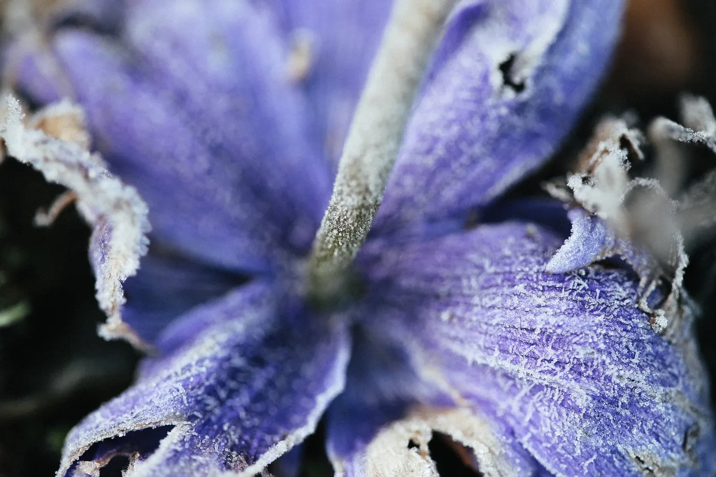 Dovile Bertulyte Unique Jewellery Inspiration frosted purple flower