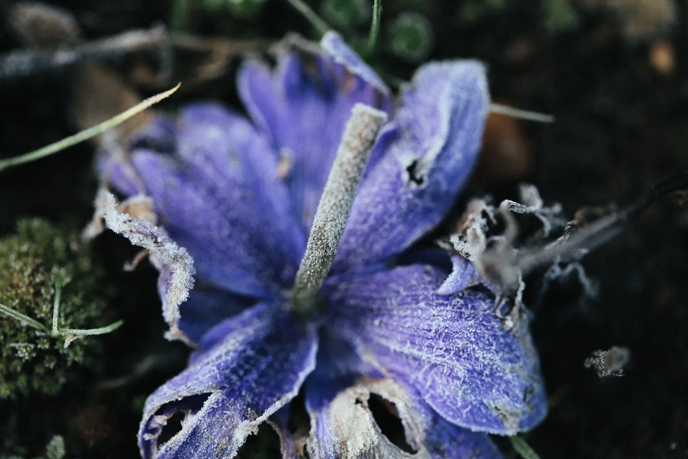 Dovile Bertulyte Unique Jewellery Inspiration frosted purple flower