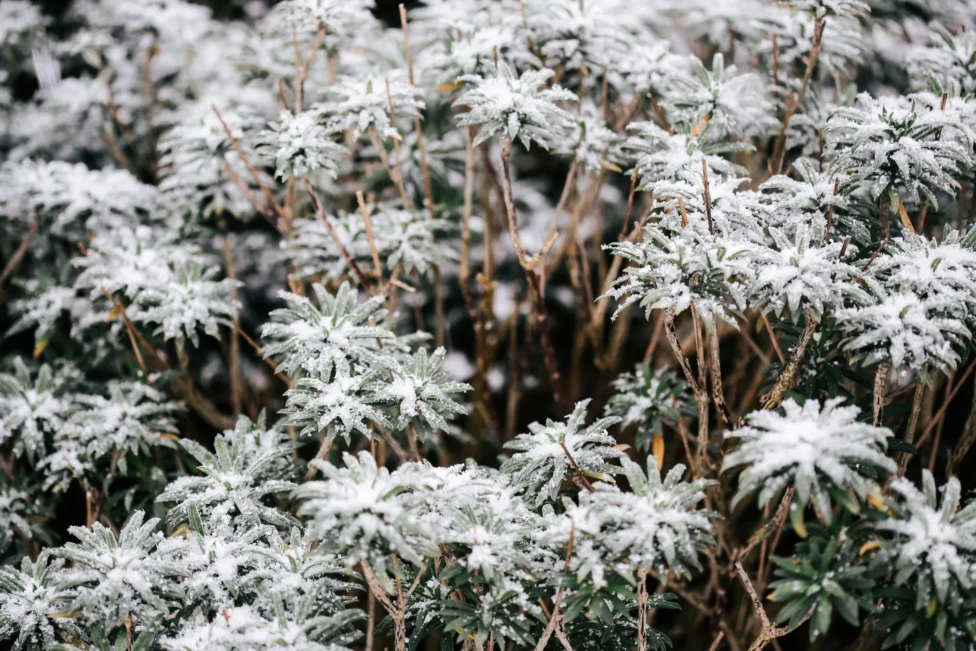dovile_bertulyte_fine_jewellery_inspiration_snow24