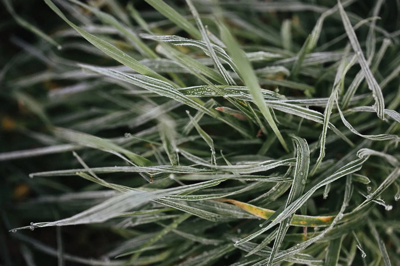 Dovile Bertulyte Unique Jewellery Inspiration frosted grass nature