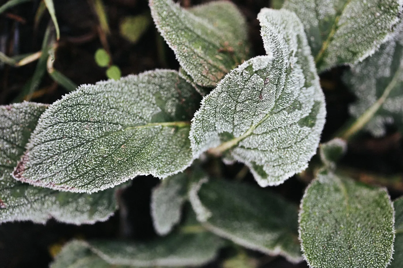 Dovile Bertulyte Unique Jewellery Inspiration frosted leaves nature