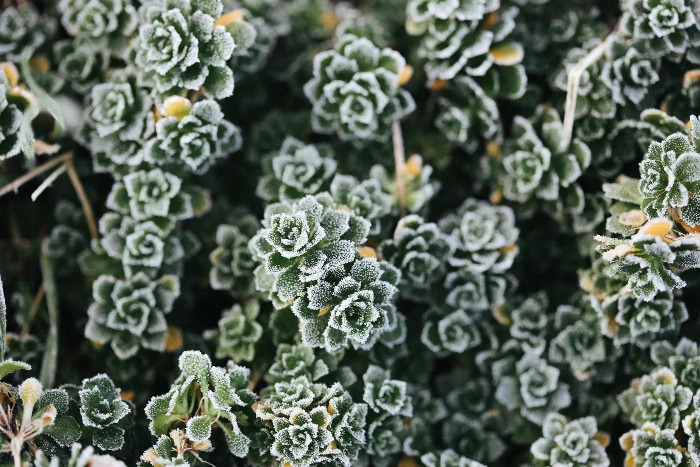 Dovile Bertulyte Unique Jewellery Inspiration frosted leaves nature
