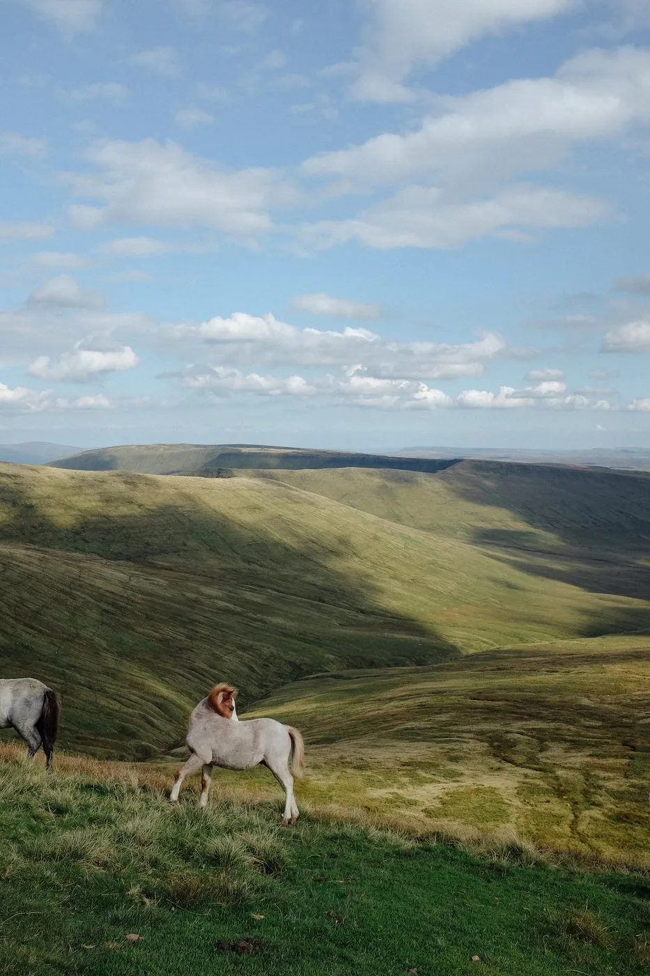 dovileb wales wild horses brecon beacons