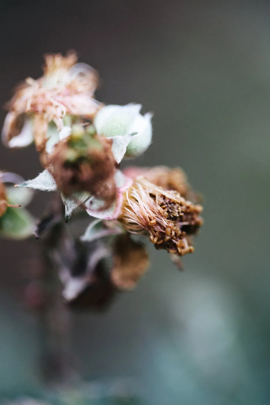 dovile bertulyte contemporary fine jewellery macro photography nature inspiration